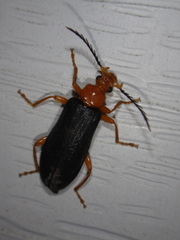 Neopyrochroa flabellata