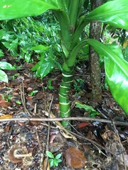 Dieffenbachia parlatorei