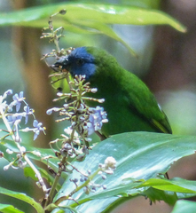 Erythrura trichroa