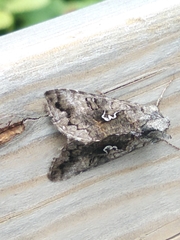 Syngrapha interrogationis