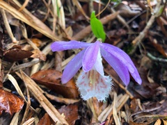Pleione formosana