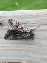 Syngrapha interrogationis