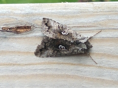 Syngrapha interrogationis