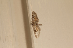 Eupithecia coloradensis