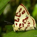 Mariposa Diamantina Gigante - Photo (c) Andreas Kay, algunos derechos reservados (CC BY-NC-SA)
