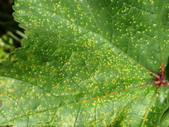 Puccinia malvacearum