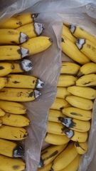 Colletotrichum musae