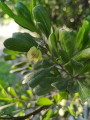 Dodonaea viscosa elaeagnoides