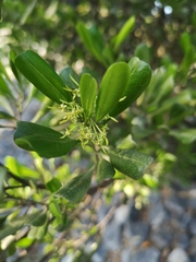 Dodonaea viscosa elaeagnoides