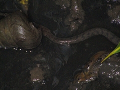 Cerberus schneiderii