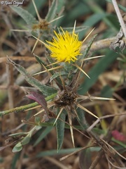 Centaurea procurrens