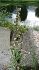Artemisia vulgaris