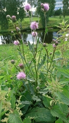 Cirsium arvense