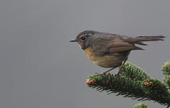 Tarsiger johnstoniae