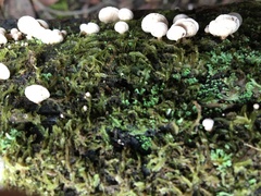 Panellus pusillus