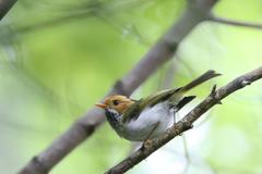 Abroscopus albogularis