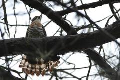 Hierococcyx sparverioides