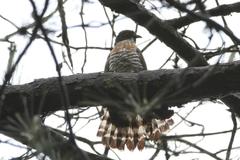 Hierococcyx sparverioides