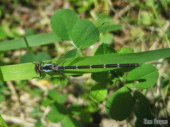 Chromagrion conditum