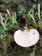 Panellus pusillus