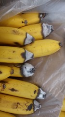 Colletotrichum musae