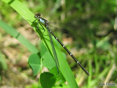 Chromagrion conditum