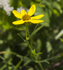 Coreopsis palmata