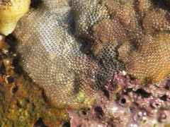 Cryptosula pallasiana