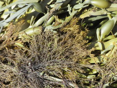 Vertebrata lanosa