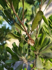 Dodonaea viscosa elaeagnoides