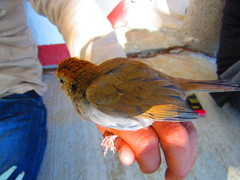 Catharus occidentalis