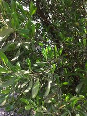 Dodonaea viscosa elaeagnoides