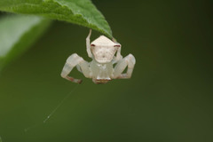 Thomisidae