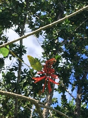 Erythrina eggersii