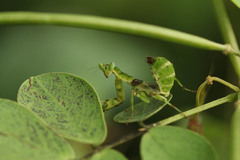 Mantodea