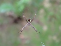 Argiope perforata