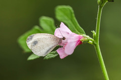 Leptosia nina