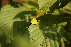 Eurema hecabe