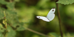 Leptosia nina