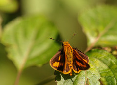Lepidoptera