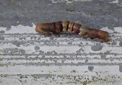 Racotis boarmiaria