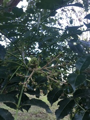 Zanthoxylum caribaeum