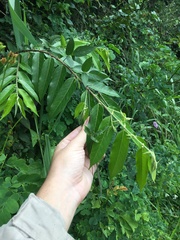 Casearia arborea