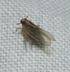Cixioidea