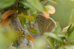 Polyommatus fulgens