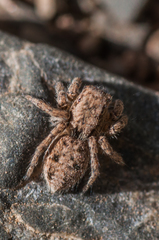 Asianellus potanini