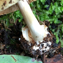 Cortinarius phalarus