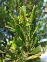 Dodonaea viscosa elaeagnoides