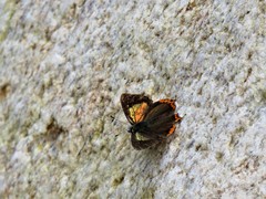 Heliophorus