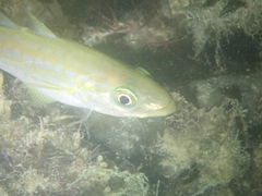 Pollachius pollachius